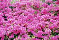 杜鹃花