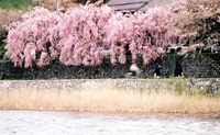 犀川河畔的樱花