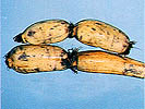 Kaga Renkon (lotus root)