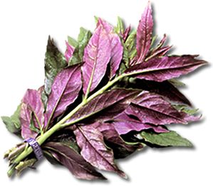 金时草